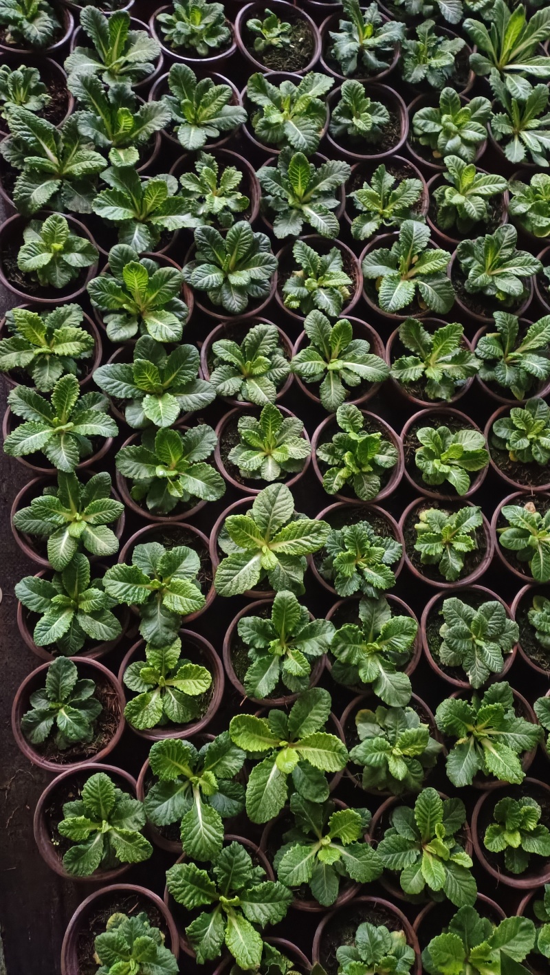 报春花，大量现货供应
