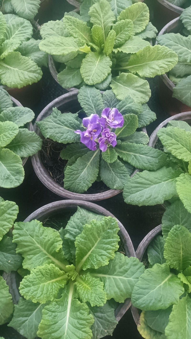 报春花，大量现货供应