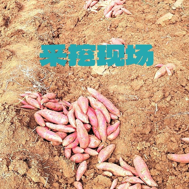 新鲜沙地蜜薯糖心红薯西瓜红番薯红心甜糯一件代发