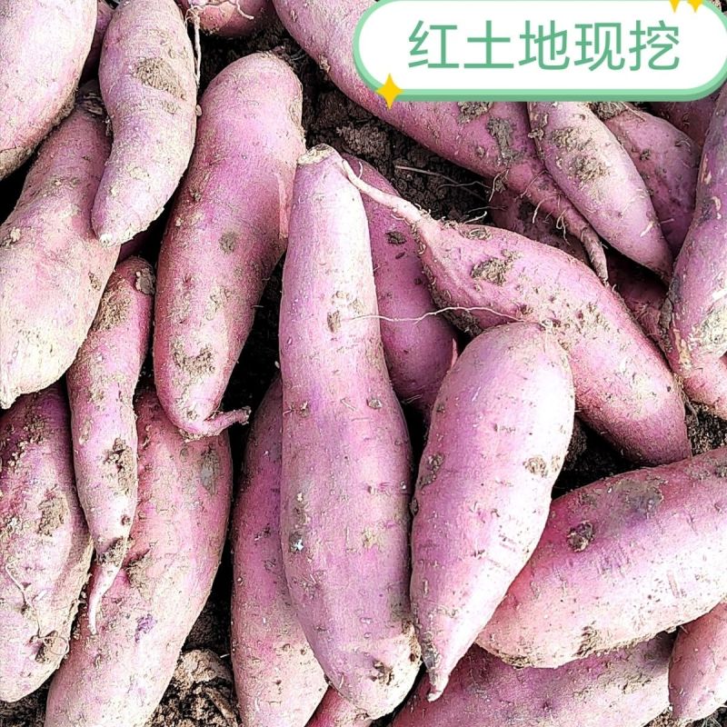 新鲜沙地蜜薯糖心红薯西瓜红番薯红心甜糯一件代发