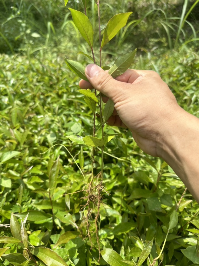 供应杜英苗籽播杜英小苗，一年苗量大价优包邮发货