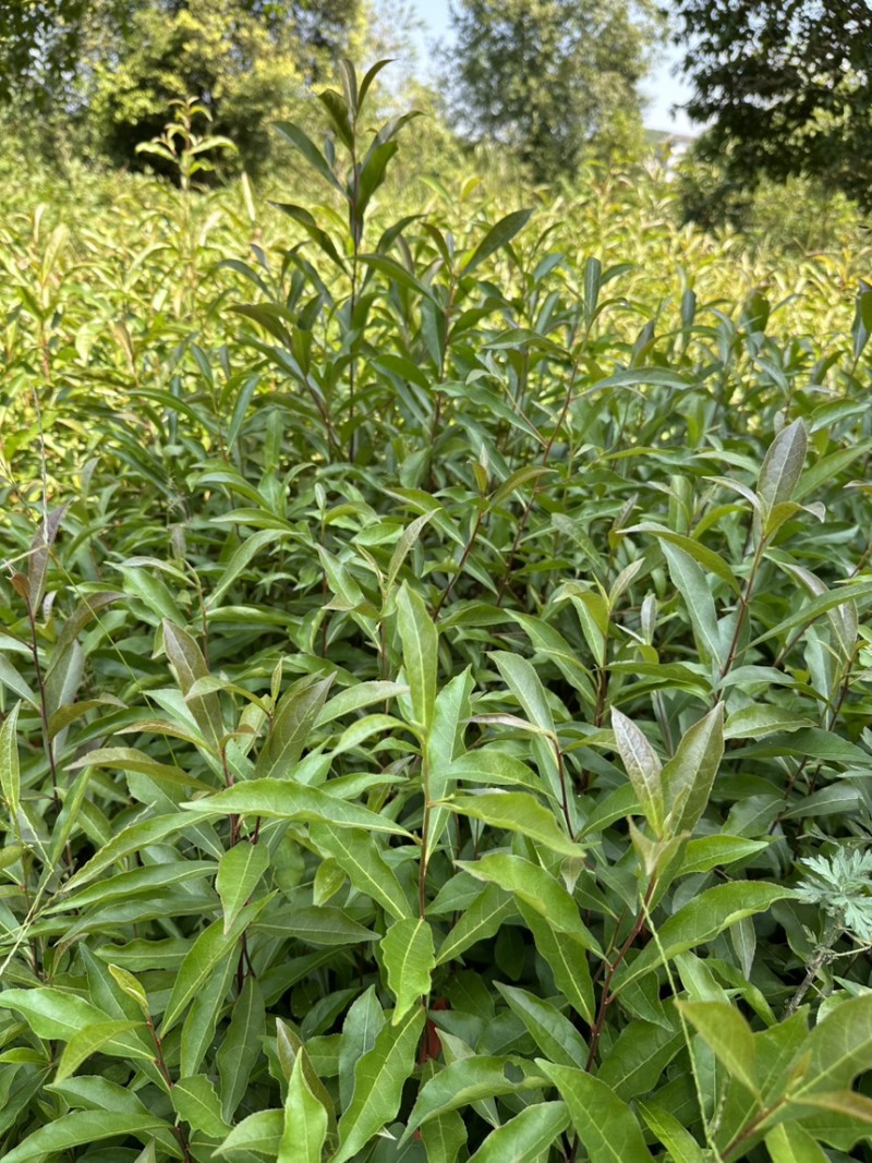 供应杜英苗籽播杜英小苗，一年苗量大价优包邮发货