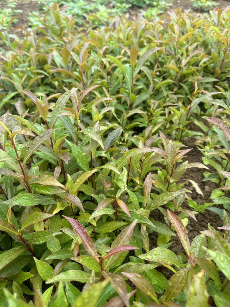 供应杜英苗籽播杜英小苗，一年苗量大价优包邮发货