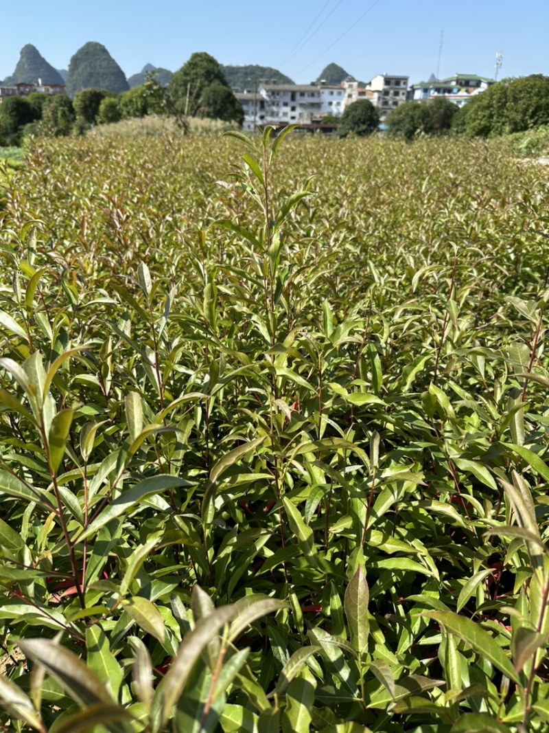 供应杜英苗籽播杜英小苗，一年苗量大价优包邮发货