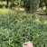 供应杜英苗籽播杜英小苗，一年苗量大价优包邮发货