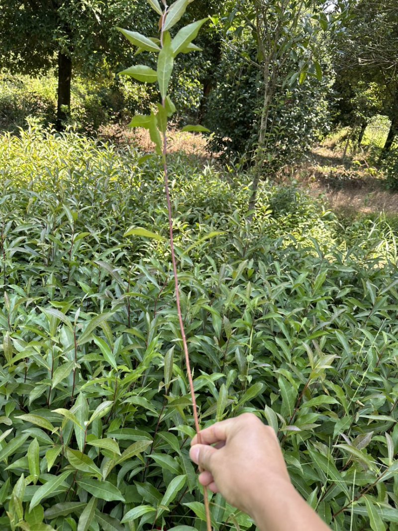 供应杜英苗籽播杜英小苗，一年苗量大价优包邮发货