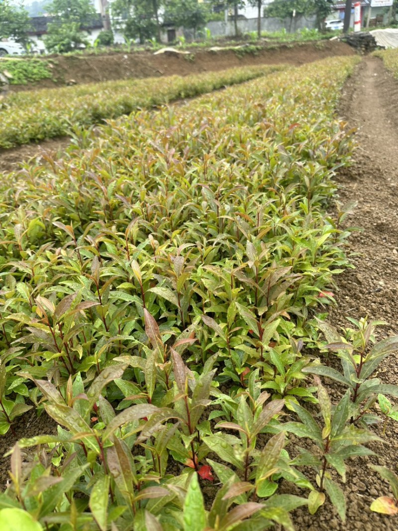 供应杜英苗籽播杜英小苗，一年苗量大价优包邮发货