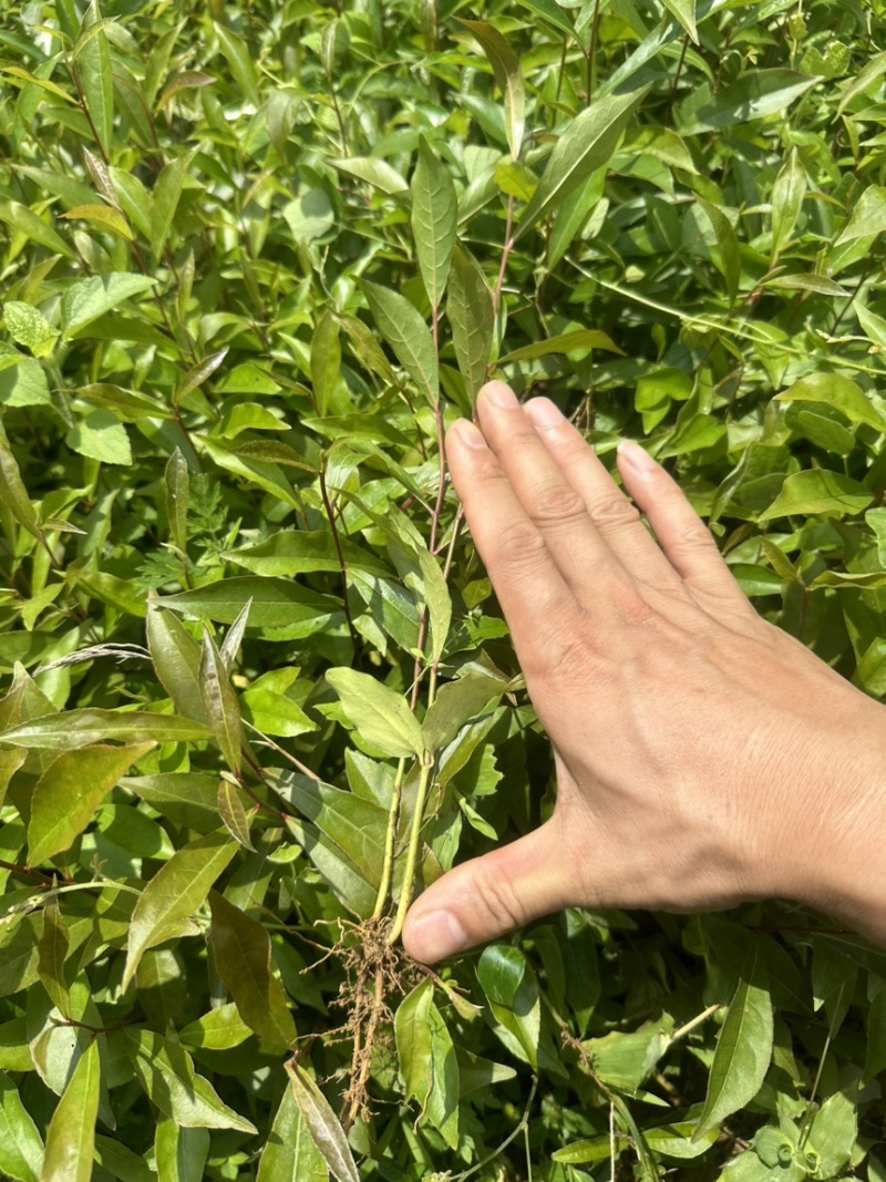 供应杜英苗籽播杜英小苗，一年苗量大价优包邮发货