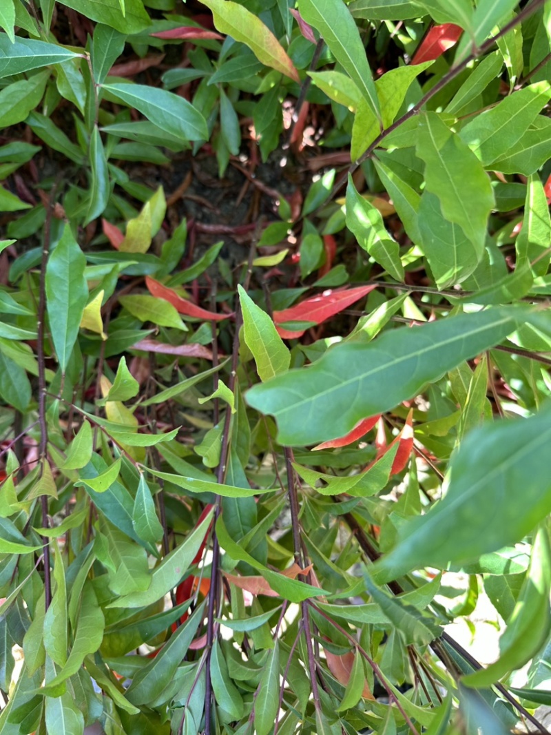供应杜英苗籽播杜英小苗，一年苗量大价优包邮发货