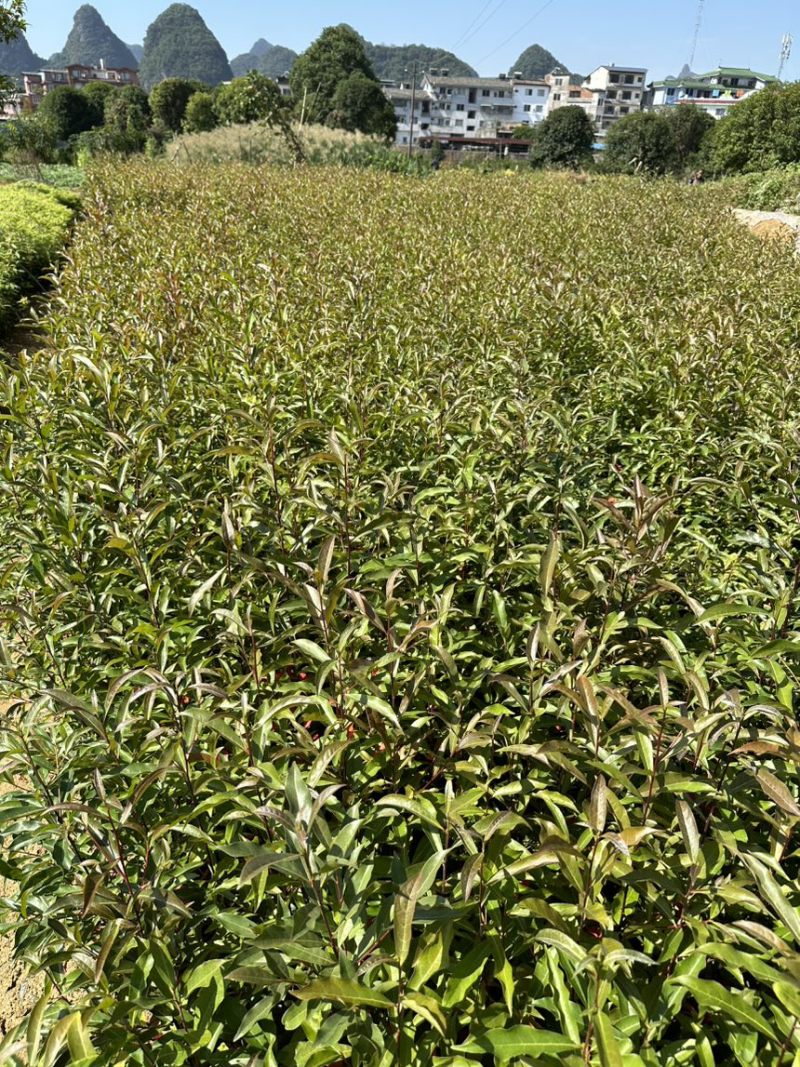 供应杜英苗籽播杜英小苗，一年苗量大价优包邮发货
