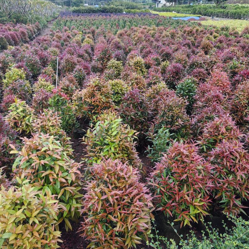 鸿运当头。红车树