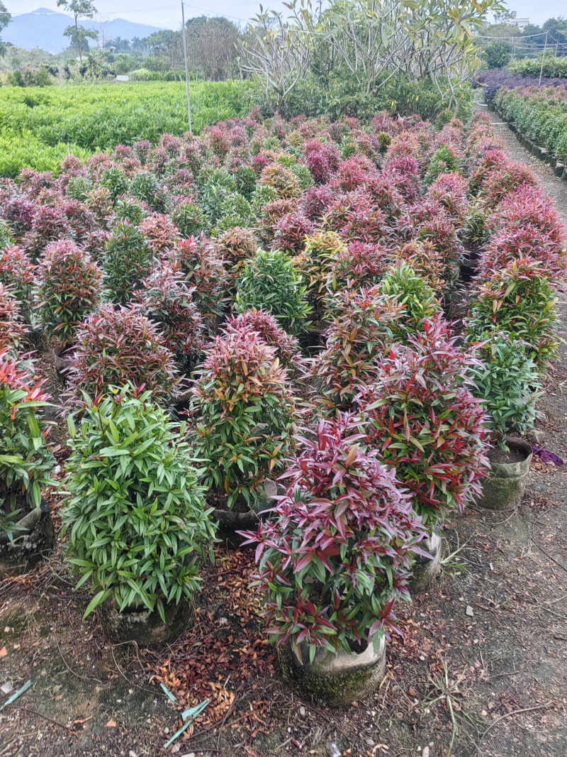 鸿运当头。红车树