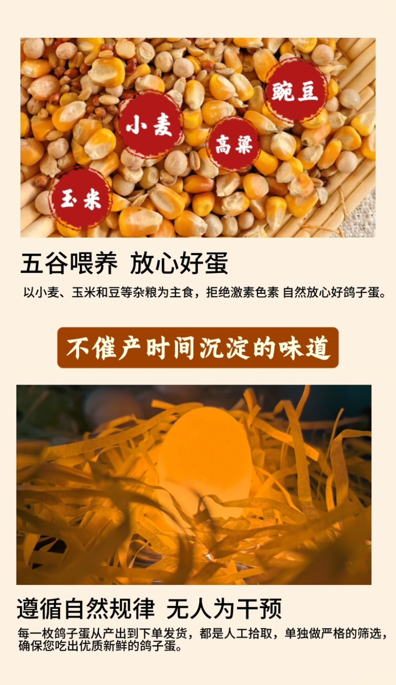 沂蒙山鲜鸽子蛋基地现捡现发品质可靠货源充足