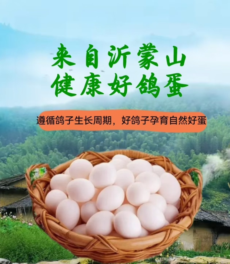 沂蒙山鲜鸽子蛋基地现捡现发品质可靠货源充足