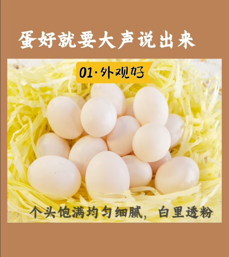 沂蒙山鲜鸽子蛋基地现捡现发品质可靠货源充足