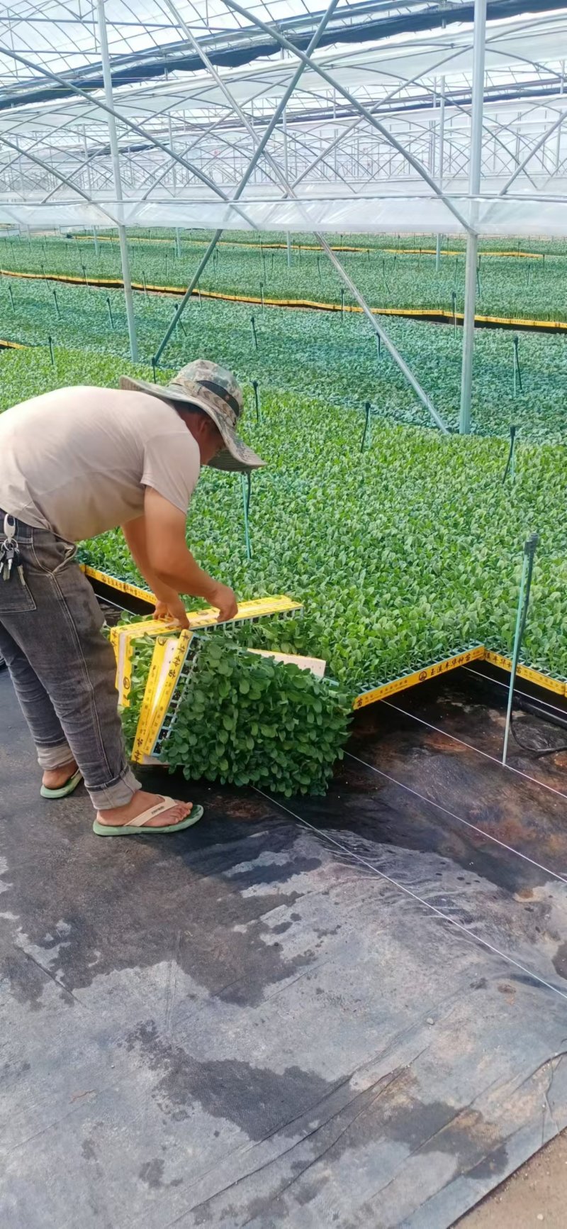 精品松花菜苗，产地直发成活率高，可技术指导，欢迎咨询
