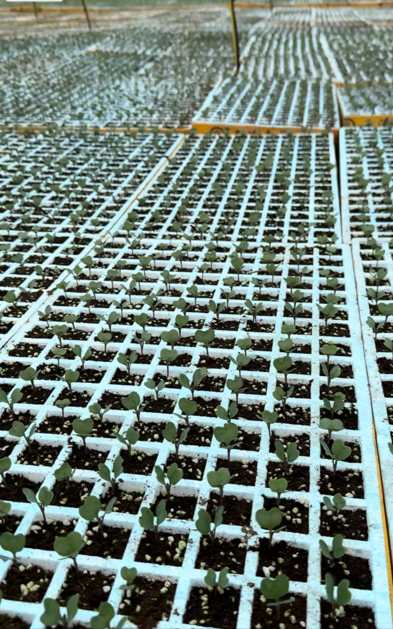 精品松花菜苗，产地直发成活率高，可技术指导，欢迎咨询