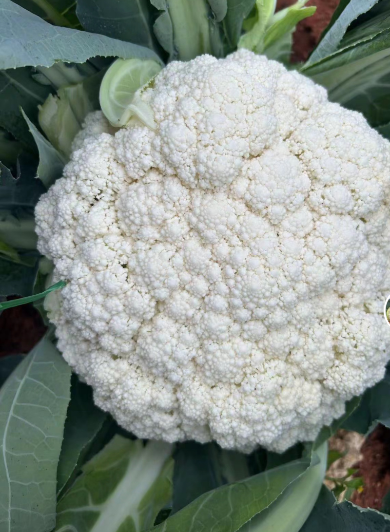 精品松花菜苗，产地直发成活率高，可技术指导，欢迎咨询