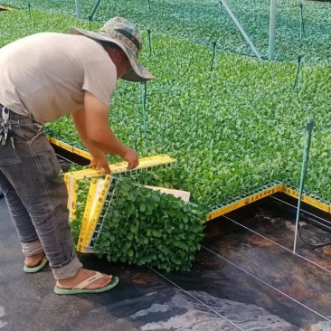 精品松花菜苗，产地直发成活率高，可技术指导，欢迎咨询