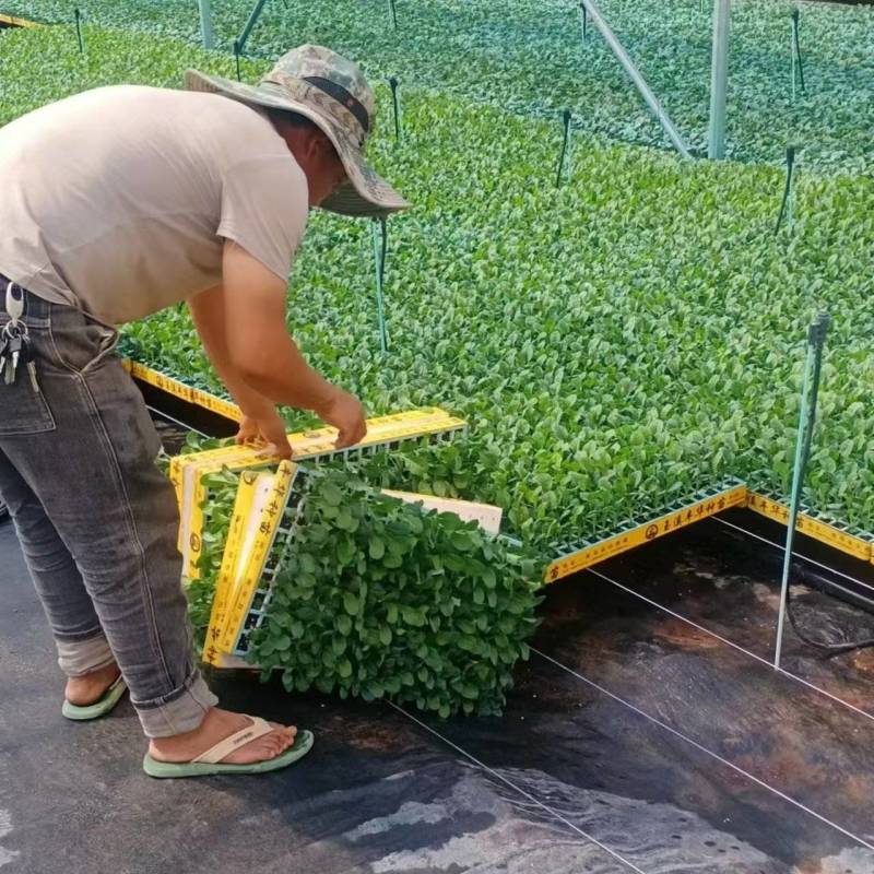 精品松花菜苗，产地直发成活率高，可技术指导，欢迎咨询