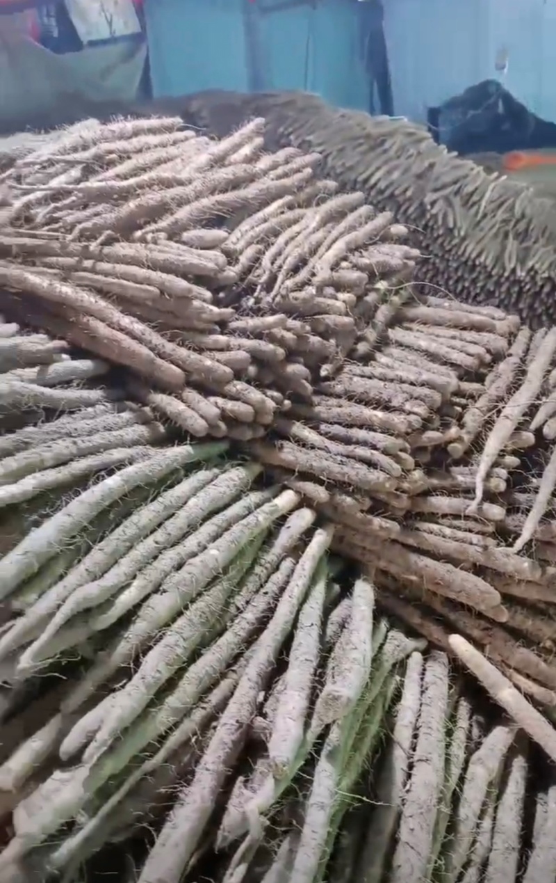 河北山药小白嘴白山药残次货断山药品质保证欢迎联