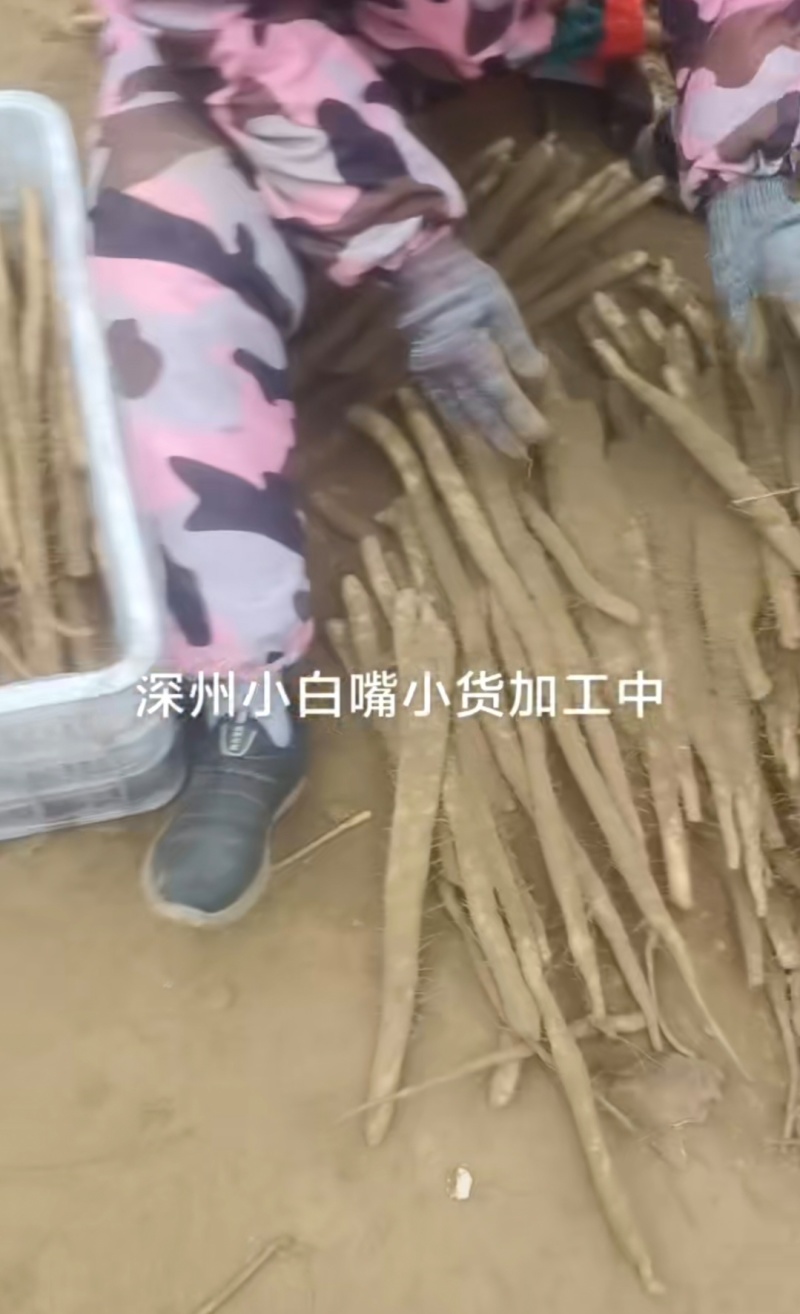 河北山药小白嘴白山药残次货断山药品质保证欢迎联