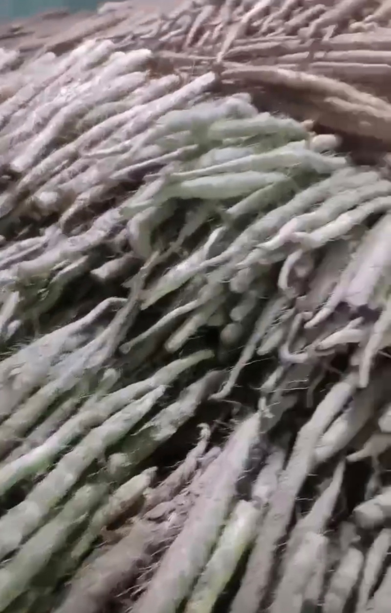 河北山药小白嘴白山药残次货断山药品质保证欢迎联