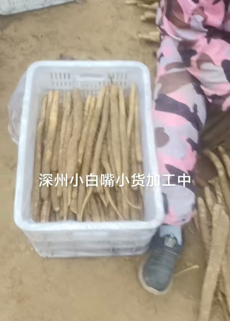 河北山药小白嘴白山药残次货断山药品质保证欢迎联