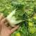 【便宜推荐】乌塌菜黄心菜新鲜现发价格便宜