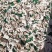 云南白参菌（干片）