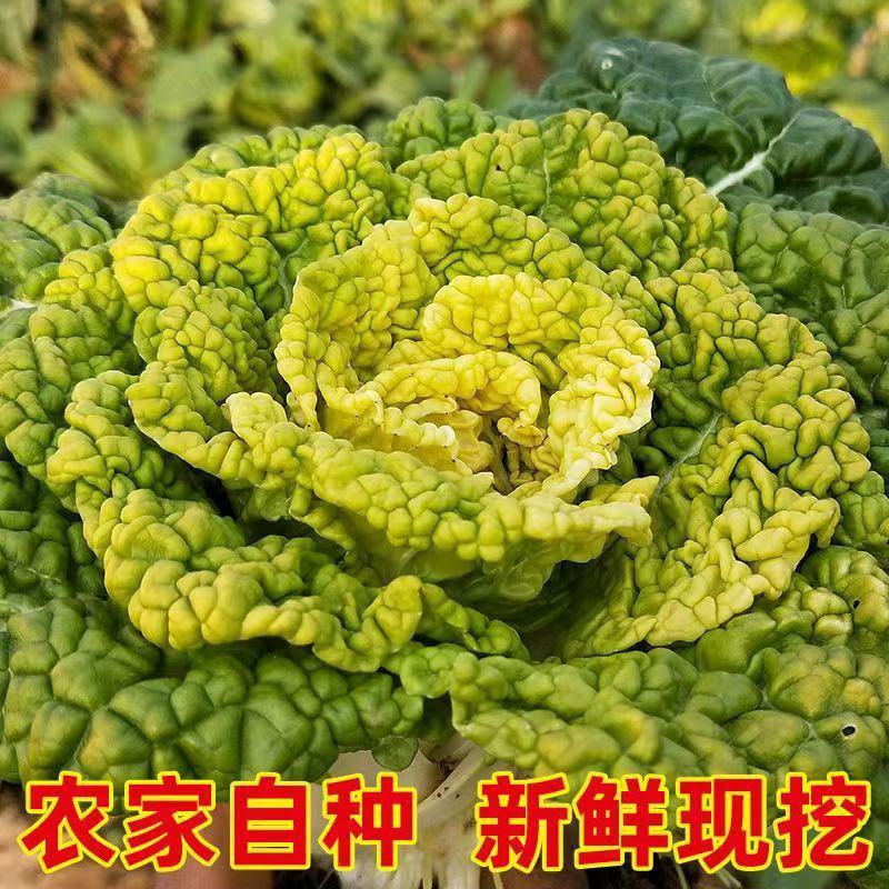黄心乌乌塌菜黄心菜自家基地种植一手货源价格便宜保质保量