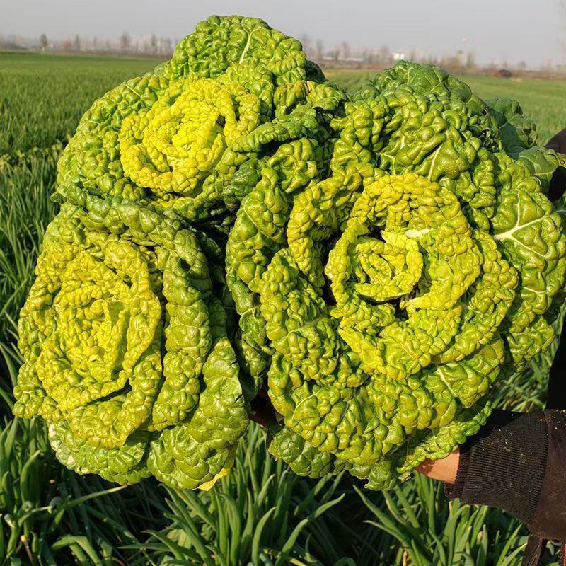 黄心乌乌塌菜黄心菜自家基地种植一手货源价格便宜保质保量