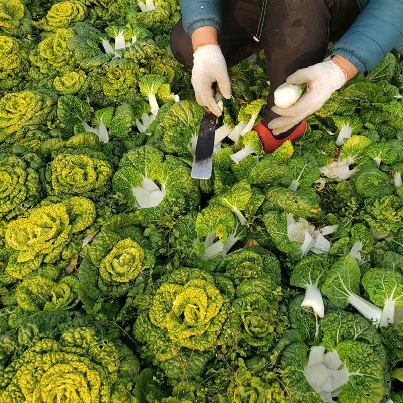 黄心乌乌塌菜黄心菜自家基地种植一手货源价格便宜保质保量