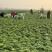 黄心乌乌塌菜黄心菜自家基地种植一手货源价格便宜保质保量