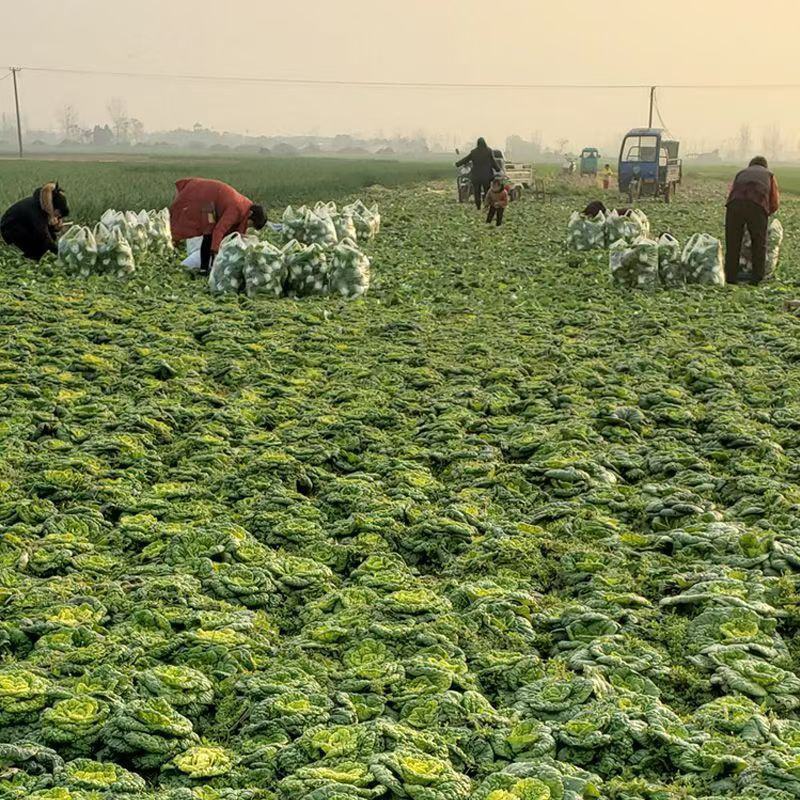 黄心乌乌塌菜黄心菜自家基地种植一手货源价格便宜保质保量