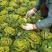 黄心乌乌塌菜黄心菜自家基地种植一手货源价格便宜保质保量