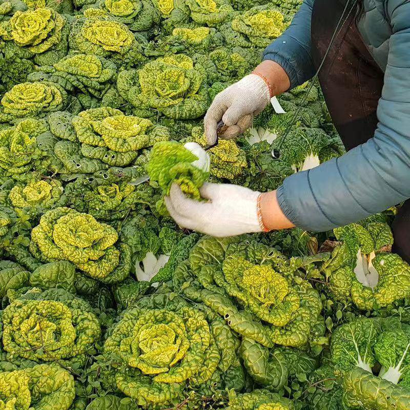 黄心乌乌塌菜黄心菜自家基地种植一手货源价格便宜保质保量