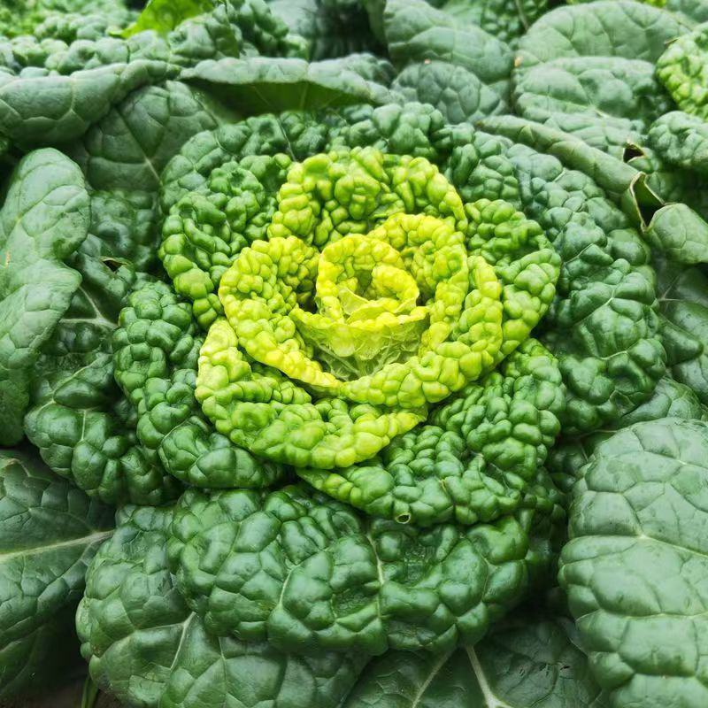 黄心乌乌塌菜黄心菜自家基地种植一手货源价格便宜保质保量