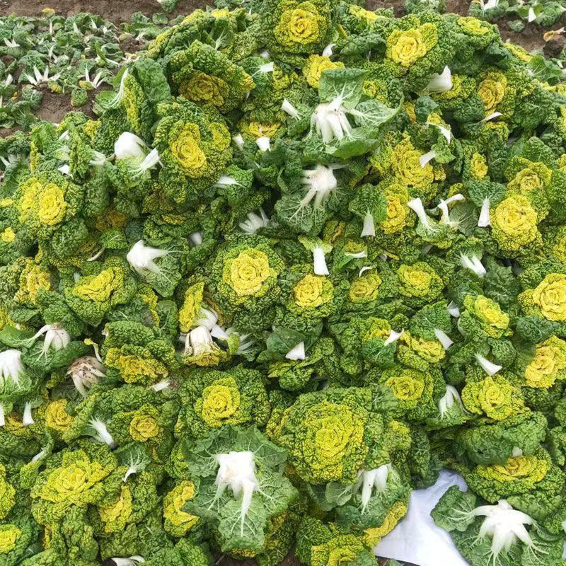 黄心乌乌塌菜黄心菜自家基地种植一手货源价格便宜保质保量
