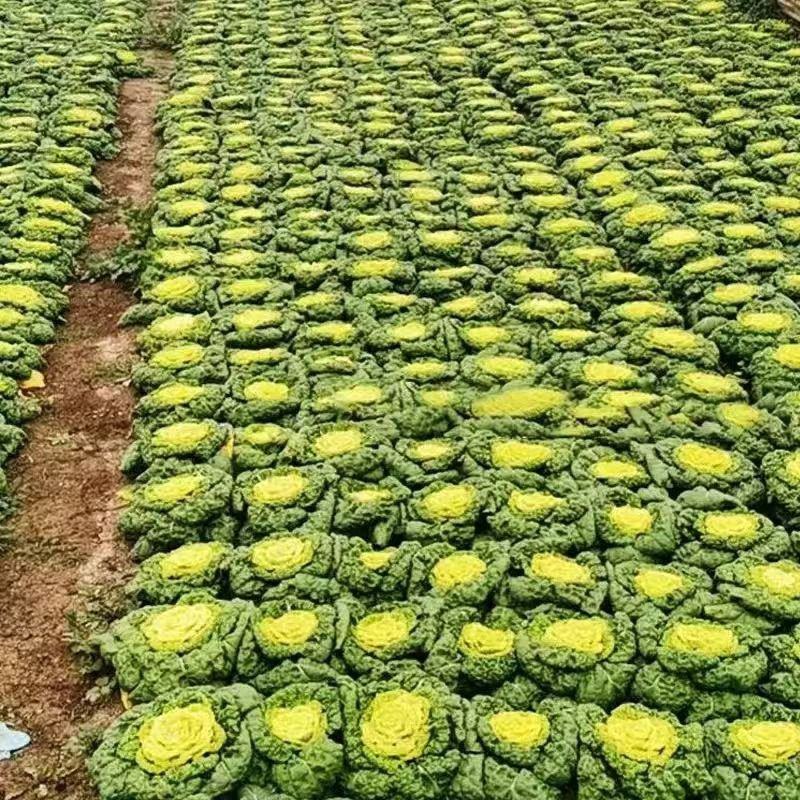 黄心乌乌塌菜黄心菜自家基地种植一手货源价格便宜保质保量