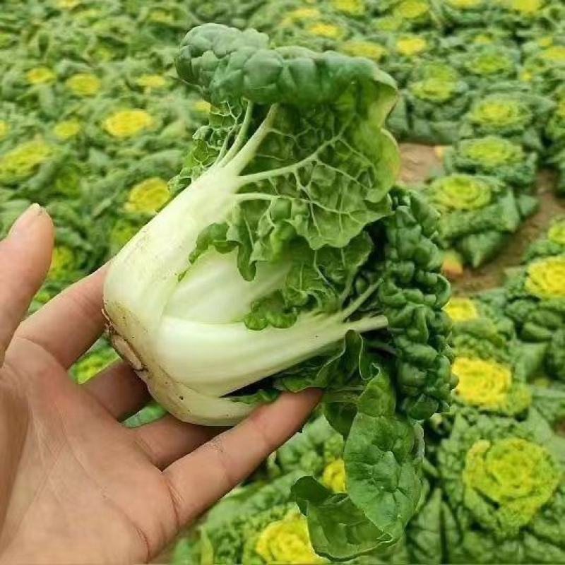 【便宜推荐】乌塌菜黄心菜新鲜现发价格便宜