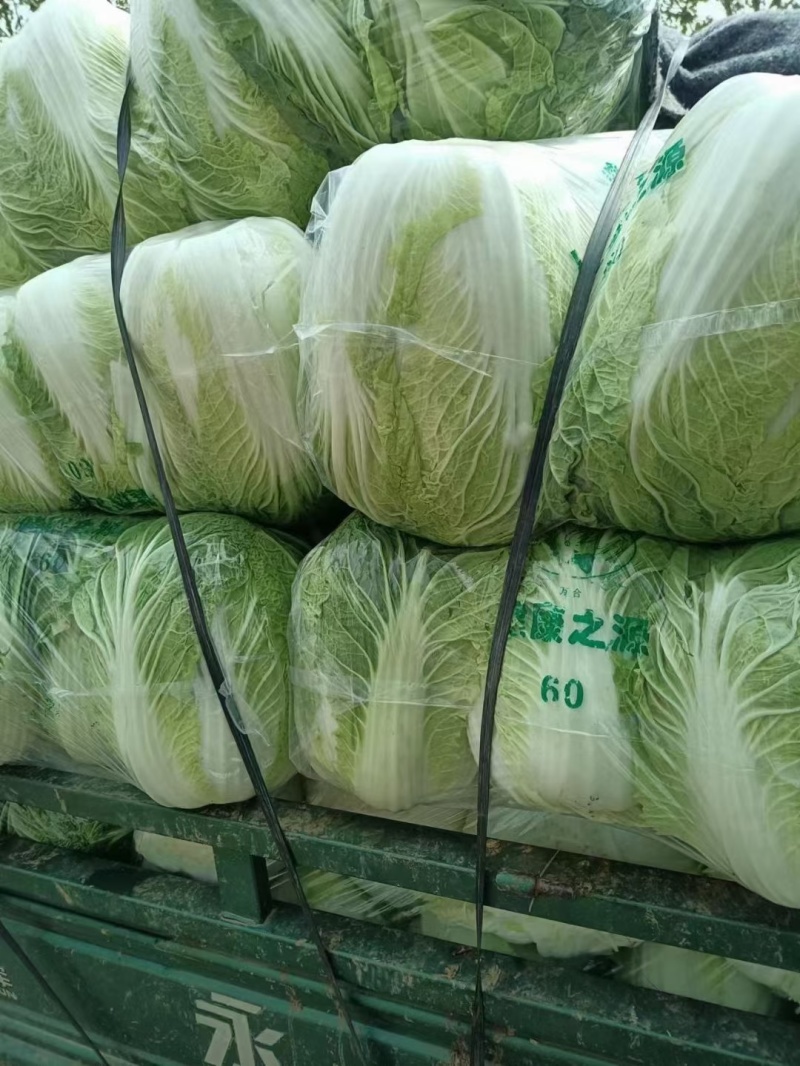【推荐】靑杂三号白菜一年四季都有货源充足，大量供应保质保量