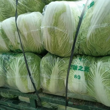 【推荐】靑杂三号白菜一年四季都有货源充足，大量供应保质保量