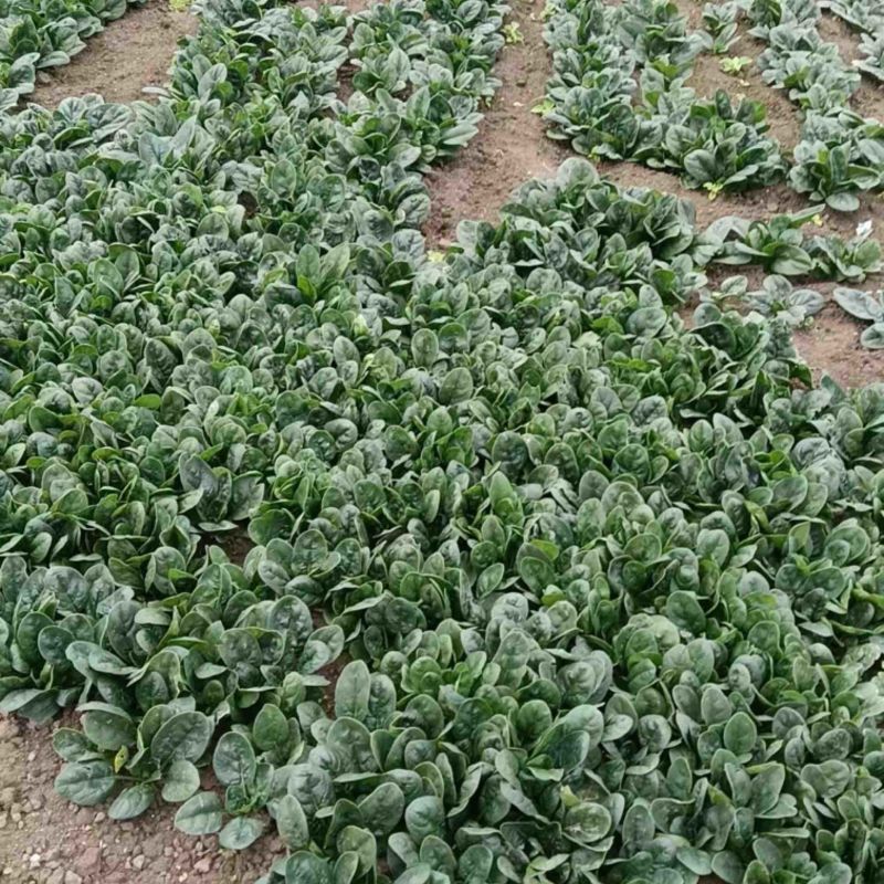 南阳趴地菠菜，圆叶菠菜，南阳菠菜