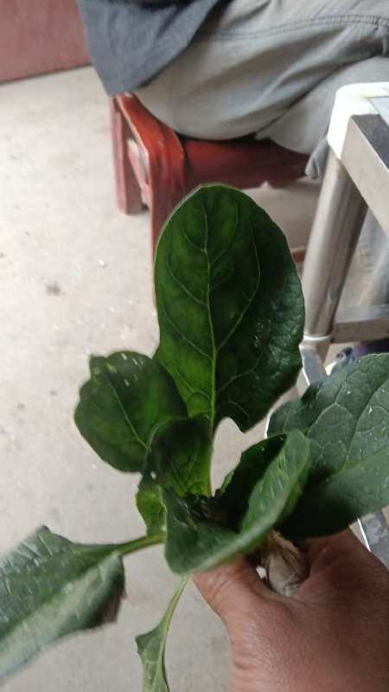 南阳趴地菠菜，圆叶菠菜，南阳菠菜