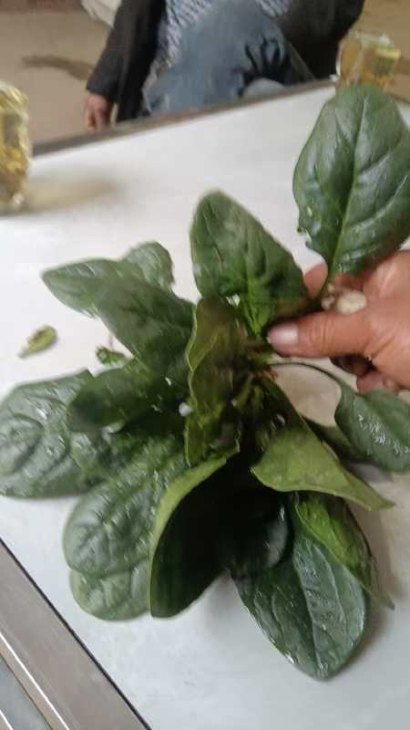南阳趴地菠菜，圆叶菠菜，南阳菠菜