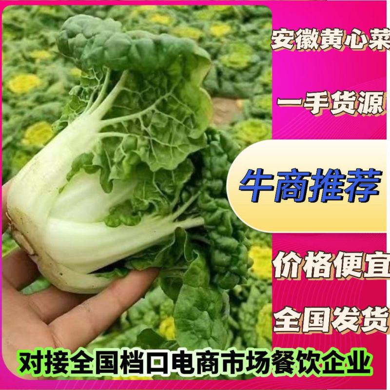 【便宜推荐】乌塌菜黄心菜新鲜现发价格便宜