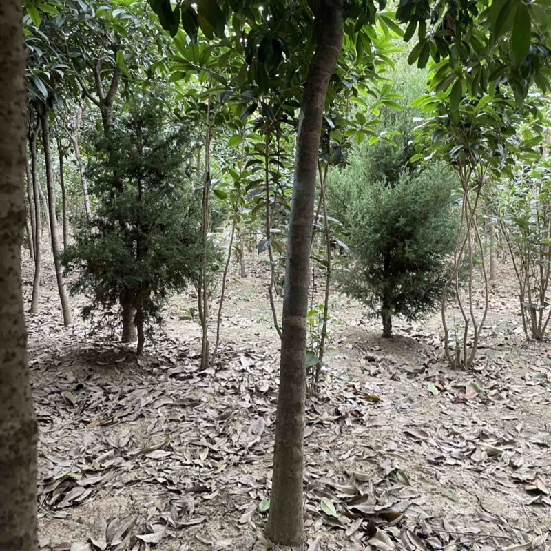南阳桂花树，八月桂，河南桂花树