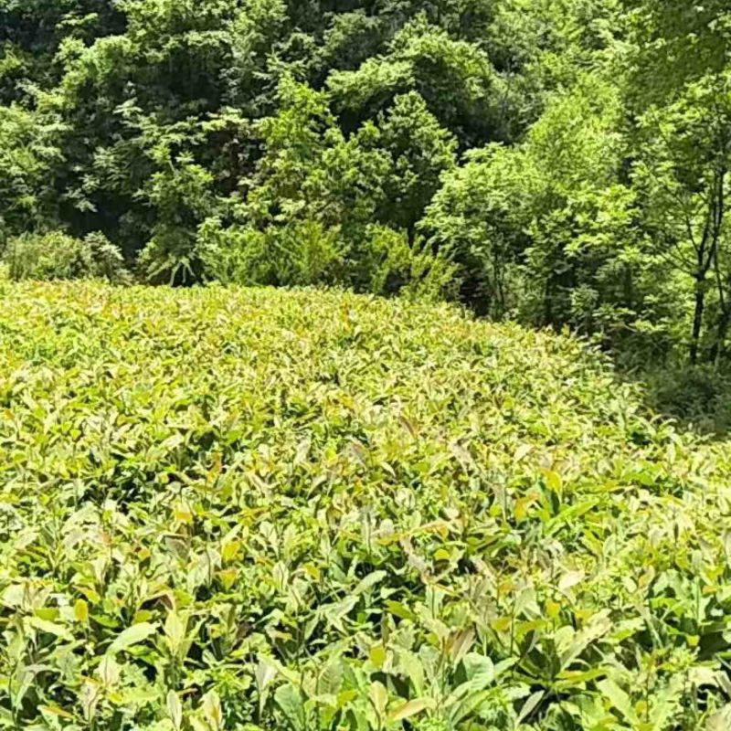 厚朴一手货源各种规格大小都有你要的来联系