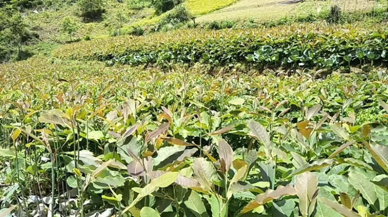 厚朴一手货源各种规格大小都有你要的来联系